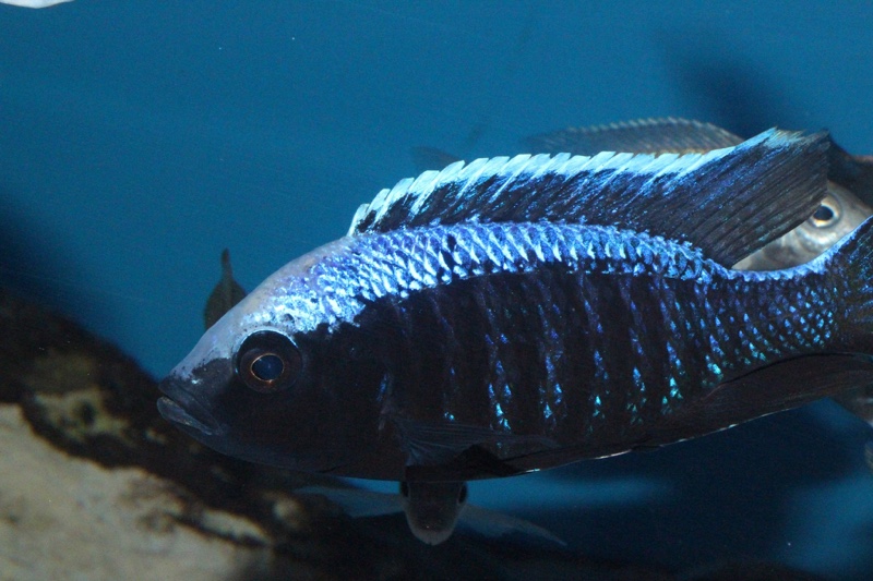 Copadichromis trewavasae 'Likoma Island'